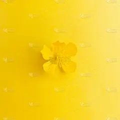 小黄花，色彩概念