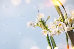 春天的背景。母亲节贺卡，3月8日，生日，教师节，复活节