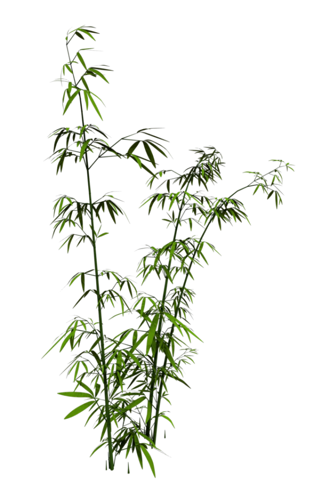 竹子 png-花瓣网