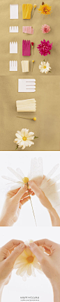 爱燕子IYANZI摄影机构： 纸菊花，清雅到不行。