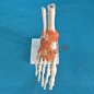 人体骨骼模型 六大关节模型 关节模型-淘宝网