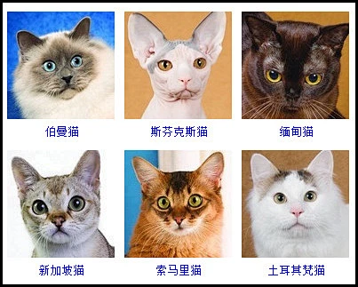猫咪品种介绍！！！！！！！！！！！_猫吧_百度贴吧-花瓣网