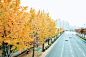 Autumn, Ginkgo, Tree, Yellow, Autumn