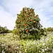Citrus grove