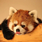 为什么会有小熊猫这么可爱的生物！