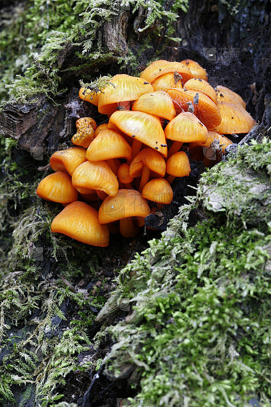 橙树蘑菇