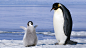 General 1920x1080 penguins birds baby animals ice