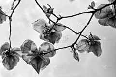 玉兰类,黑白图片,花朵,自然,贺卡,留白,水平画幅,无人,乌克兰,背景分离