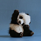 Pick me panda: 