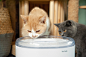 TailTalk 宠物饮水机，不一样的方法关爱宠物