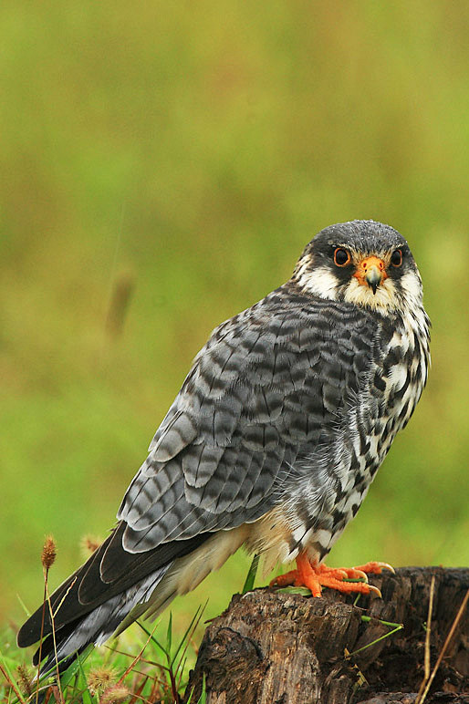 隼形目隼科隼属阿穆尔隼