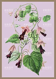 手绘矢量图花藤装饰画  - 源文件下载【酷图网】手绘矢量图,手绘花藤,手绘画,绿植,装饰画,