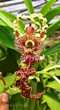 OrchidCraze: Jalan-Jalan Cari Orkid : Kuala Lumpur to Cameron Highlands..: 