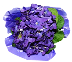 花朵 花壁纸 紫罗兰 自然 美丽的花朵 花卉背景 香水