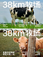 ‘’38km牧场‘’品牌全案设计（海报部分）