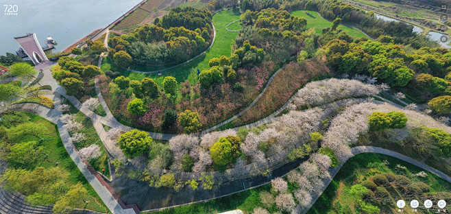 兰湖樱花全景展示