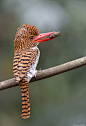 
横斑翡翠
Banded Kingfisher (Lacedo pulchella) @ Khao Yai National Park, Thailand_20120404_0728 (by LawrenceNeo)