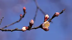 杏花怒放高清宽屏壁纸桌面壁纸1