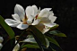 含笑 木兰科Michelia figo 白兰花属