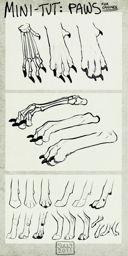 手绘参考~动物的爪的画法~转需~