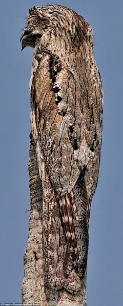 林鸱(potoo)是一种中型鸟，它们有着巨大的眼睛和嘴巴，作为一种夜行动物，它们白天会调整身体姿态伪装成树桩的一部分，真假难辨。（photo：Frederic Consejo等） ​​​​