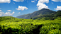 SUNLIGHT BEAUTY OF MUNNAR, KERALA, INDIA