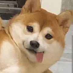 表情包 (3335)