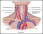 Head Neck arteries veins | ... 3065 > Kubiet > Flashcards > Ch. 19 Heart & Neck Vessels | StudyBlue