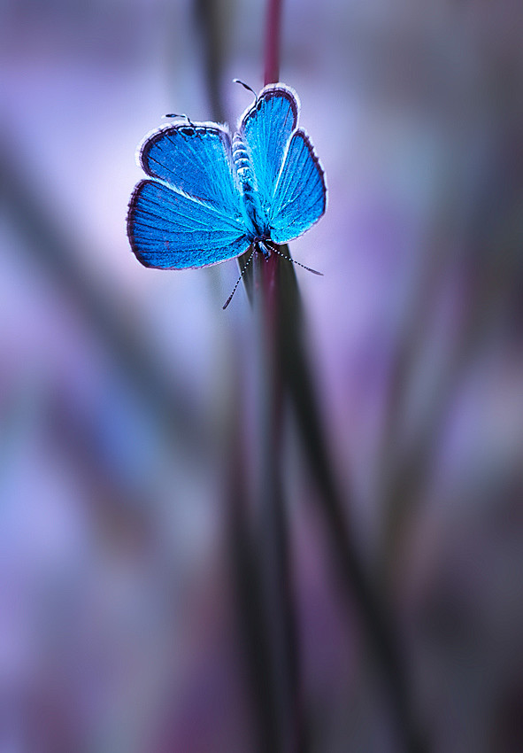 Photograph blue by B...