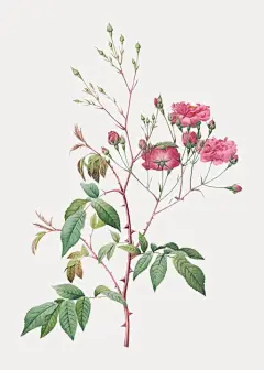 (源站可下源文件)粉红色粉红色/Pink noisette roses