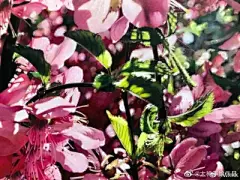 水彩---樱花-梨花-桃花-海棠花、梅花 - 高清图片，堆糖，美图壁纸兴趣社区