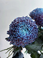 带你每天认识一种花材202｜蓝紫吸色牡丹菊