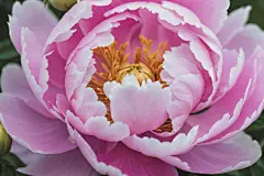 花瓣牡丹花朵图片摄影图