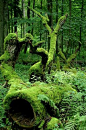 Gosia i Slawek #Przemyk shows how beautiful is Białowieża National Park in East #Europe