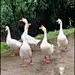 富贵理