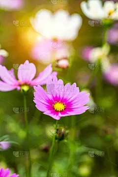 格桑花