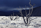 ghost tree in mammoth hot springs