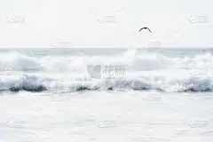 海鸥,亮色调,海洋,波浪,梦想,图像,柔和,水,留白,水平画幅