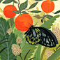 butterfly print : Giclée print of an original painting sizes vary, use size variations box to select printed on archival artist grade paper ships in sturdy packaging  all images ©beccastadtlander