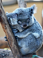 Koalas Hugs..<3<3 