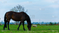 荷兰Giethoorn平原上的一匹吃草的黑马。