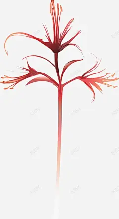 水彩彼岸花 花卉 花卉背景 花朵 元素 免抠png 设计图片 免费下载 页面网页 平面电商 创意素材