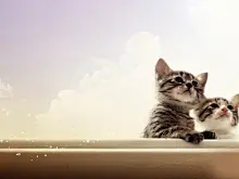 超萌可爱猫咪高清壁纸