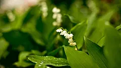 1080P清新绿色护眼植物宽屏桌面壁纸3
