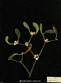 圣诞植物 槲寄生  +  冬青 | Mary Delany (1700-1788) #植物# #博物# #自然# #自然笔记# 英国蓝袜艺术家（Bluestocking artist），用剪纸（decoupage）制作植物学的“纸马赛克”（Paper Mosaiks）。槲寄生，在民间传说中，与肥沃联系在一起，冬青与保护联系在一起，两者都与圣诞节联系在一起！ ​​​​