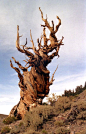 bristle cone pine: 