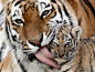 位于俄罗斯西伯利亚克拉斯诺雅茨克城的一个动物园里，一只雌性东北虎正用舌头舔着只有7周大的幼虎。这是这只幼虎第一次向游人开放。目前，东北虎已经被列为濒危物种。
