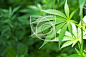 Young cannabis plant marijuana plant detail #苗 / 草 / 叶 / 果#