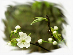 为爱守望采集到梨花朵朵开