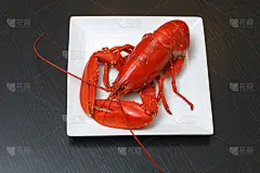 白盘子上的煮大西洋龙虾